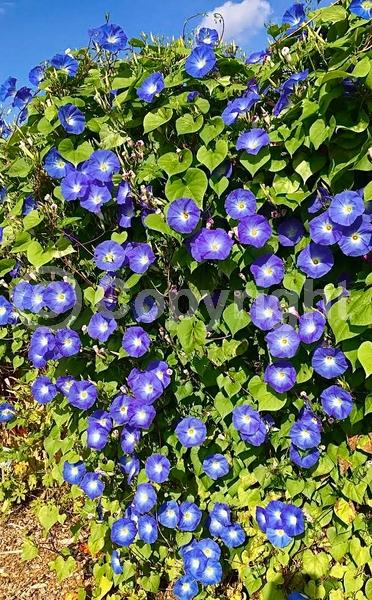 Blue blooms; Evergreen; Needles or needle-like leaf; North American Native