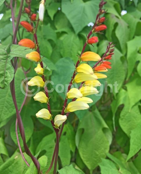Red blooms; Orange blooms; Evergreen; Needles or needle-like leaf; North American Native