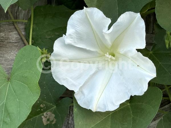 White blooms; North American Native