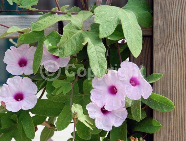 Pink blooms; Evergreen; Needles or needle-like leaf