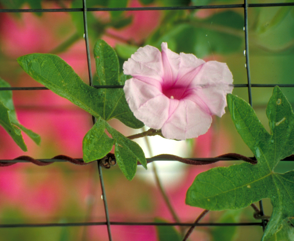Pink blooms; Evergreen; Needles or needle-like leaf