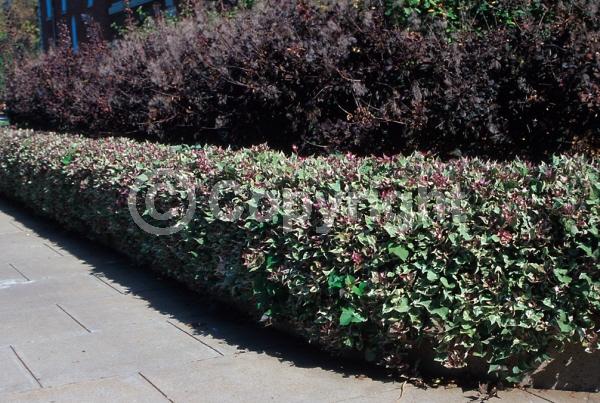 Purple blooms; Evergreen; 