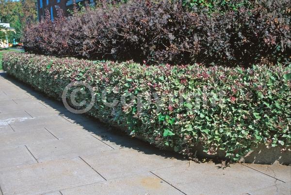 Purple blooms; Evergreen