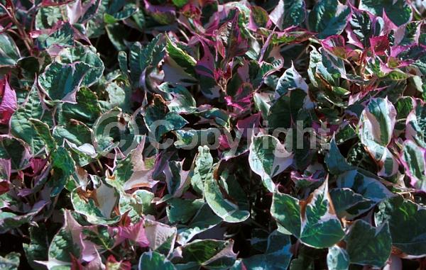 Purple blooms; Evergreen; 