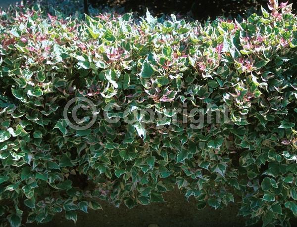 Purple blooms; Evergreen; 