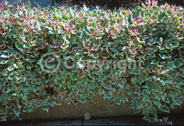 Purple blooms; Evergreen