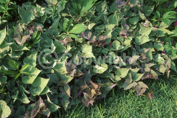 Purple blooms; Evergreen; 