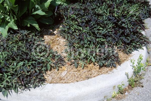 Purple blooms; White blooms; Lavender blooms; Evergreen; Needles or needle-like leaf