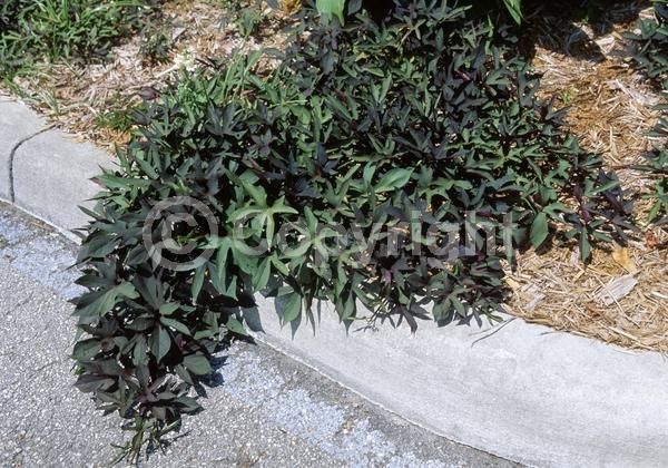 Purple blooms; White blooms; Lavender blooms; Evergreen; Needles or needle-like leaf