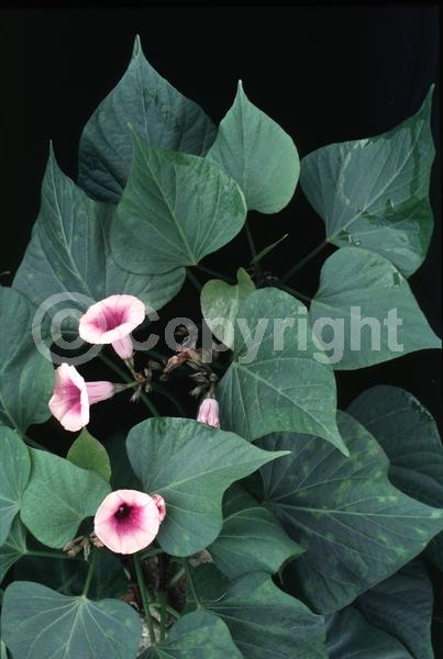 Purple blooms; White blooms; Lavender blooms; Evergreen; Needles or needle-like leaf