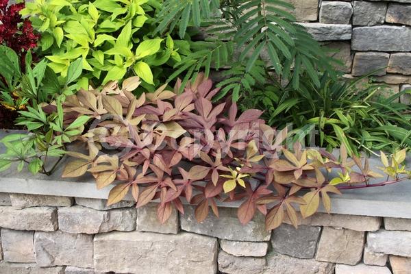 Evergreen; Needles or needle-like leaf