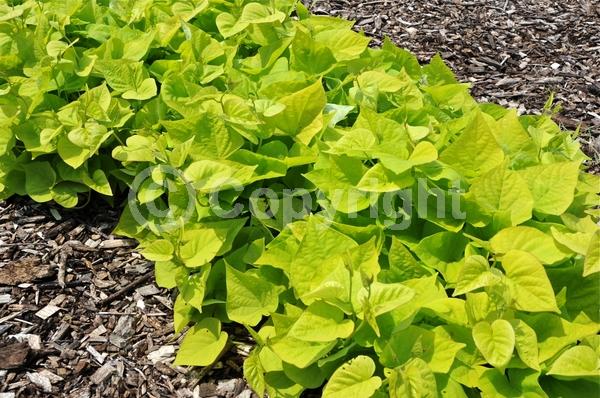 Evergreen; Needles or needle-like leaf