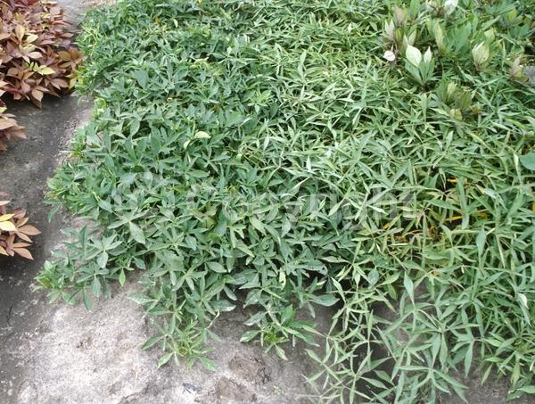 Evergreen; Needles or needle-like leaf