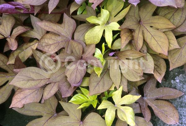 Evergreen; Needles or needle-like leaf