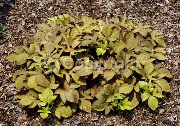 Evergreen; Needles or needle-like leaf