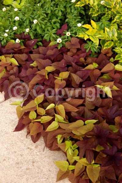 Evergreen; Needles or needle-like leaf