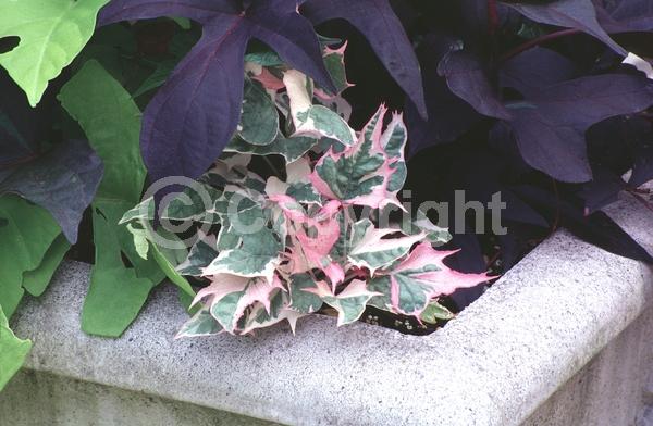 Evergreen; Needles or needle-like leaf