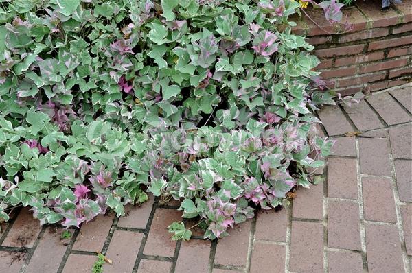 Evergreen; Needles or needle-like leaf