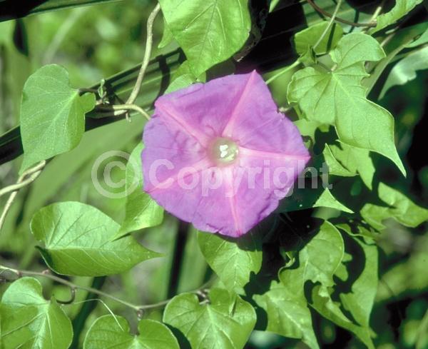 Purple blooms; Evergreen; Needles or needle-like leaf; North American Native