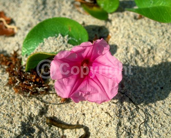 Purple blooms; Evergreen; Needles or needle-like leaf; North American Native