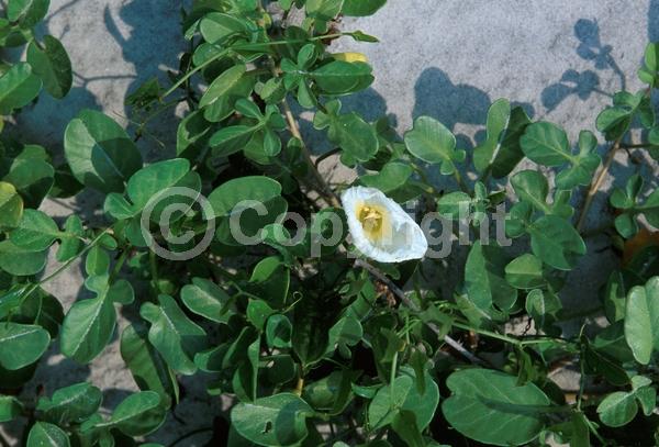 Pink blooms; Evergreen; Needles or needle-like leaf