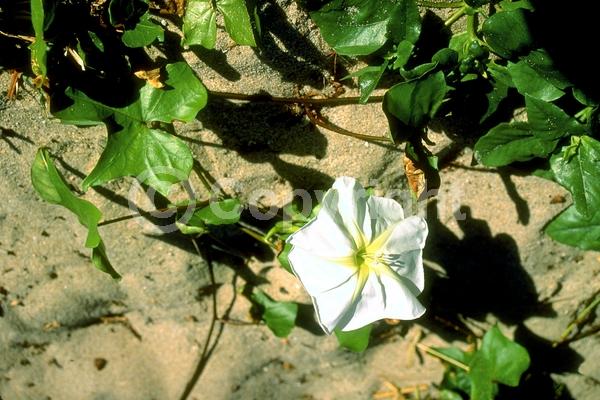 White blooms; Evergreen; North American Native