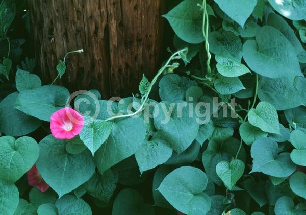 Pink blooms; North American Native
