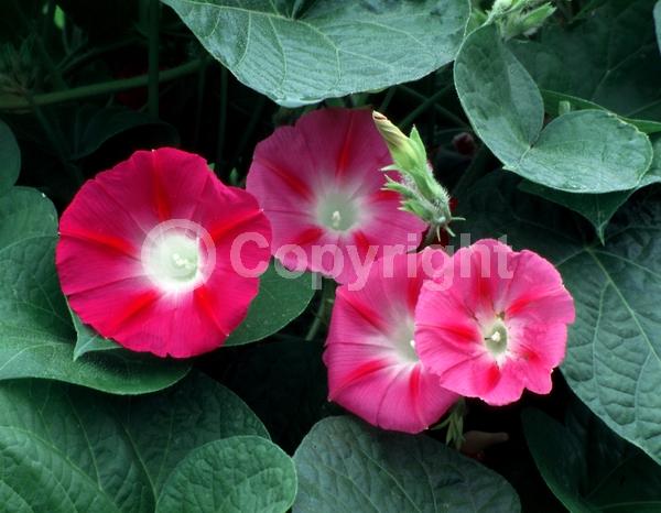 Pink blooms; North American Native