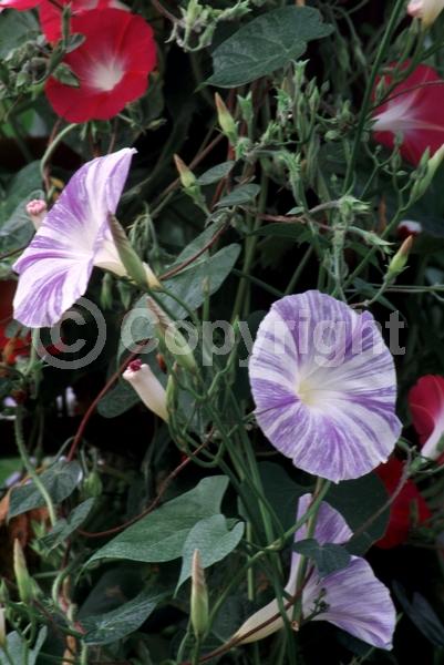 Blue blooms; White blooms; North American Native