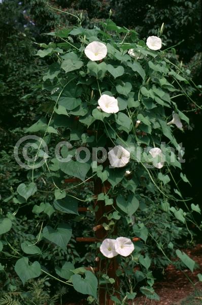 White blooms; North American Native