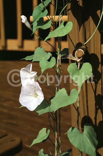 White blooms; North American Native