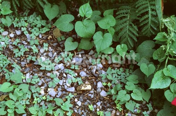 Red blooms; Blue blooms; Purple blooms; White blooms; Pink blooms; North American Native