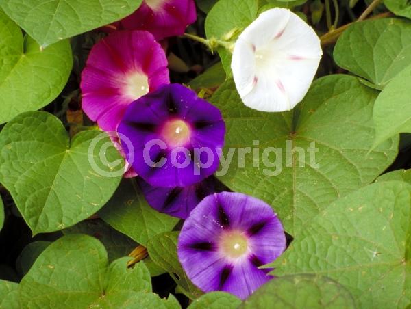 Red blooms; Blue blooms; Purple blooms; White blooms; Pink blooms; North American Native
