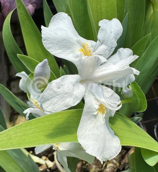 White blooms; North American Native