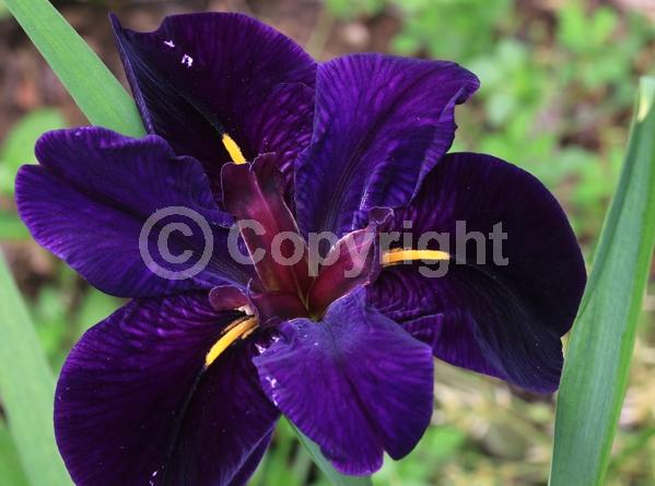 Purple blooms; Black blooms; Evergreen