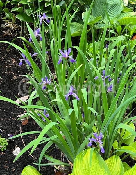 Blue blooms; Purple blooms; Lavender blooms; Deciduous; North American Native
