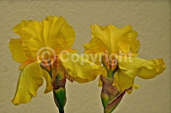 Red blooms; Orange blooms; Yellow blooms; Blue blooms; Purple blooms; White blooms; Pink blooms; Deciduous; Broadleaf