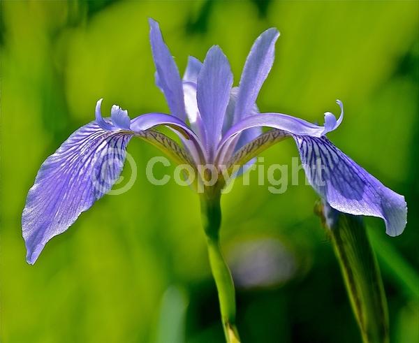 Blue blooms; Purple blooms; Lavender blooms; Deciduous; North American Native
