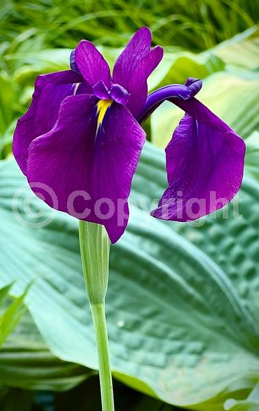 Red blooms; Purple blooms; Pink blooms; Deciduous