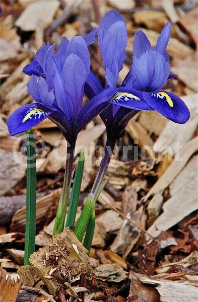 Blue blooms; Purple blooms; Deciduous; Broadleaf