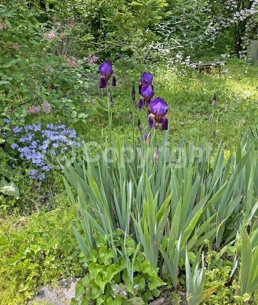 Red blooms; Orange blooms; Yellow blooms; Blue blooms; Purple blooms; White blooms; Pink blooms; Deciduous; Broadleaf