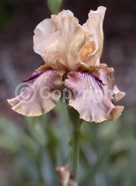 Red blooms; Orange blooms; Yellow blooms; Blue blooms; Purple blooms; White blooms; Pink blooms; Deciduous; Broadleaf