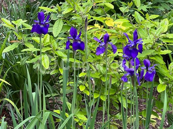 Blue blooms; Purple blooms; White blooms; Lavender blooms; Deciduous