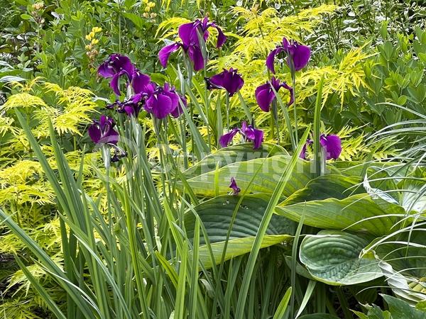 Purple blooms; Deciduous
