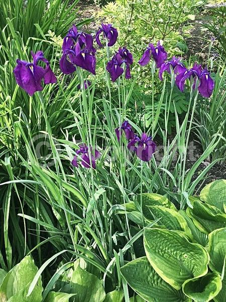 Purple blooms; Deciduous
