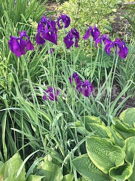 Purple blooms; Deciduous