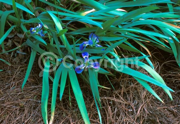 Blue blooms; North American Native