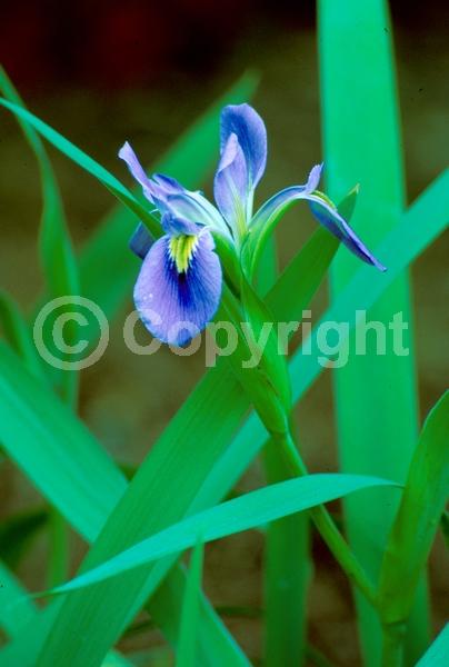 Blue blooms; North American Native