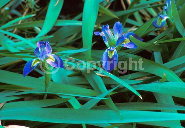 Blue blooms; North American Native