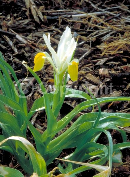 Yellow blooms; White blooms; Deciduous; Broadleaf